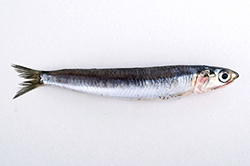ANCHOA