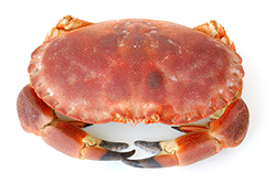 CENTOLLA
