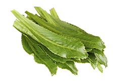 CULANTRO