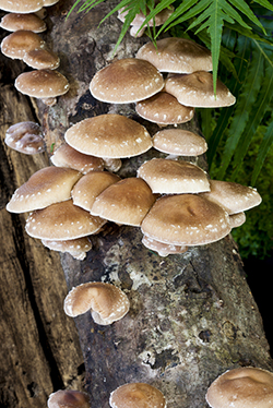 SHIITAKE