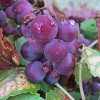 Tipos de Vinos